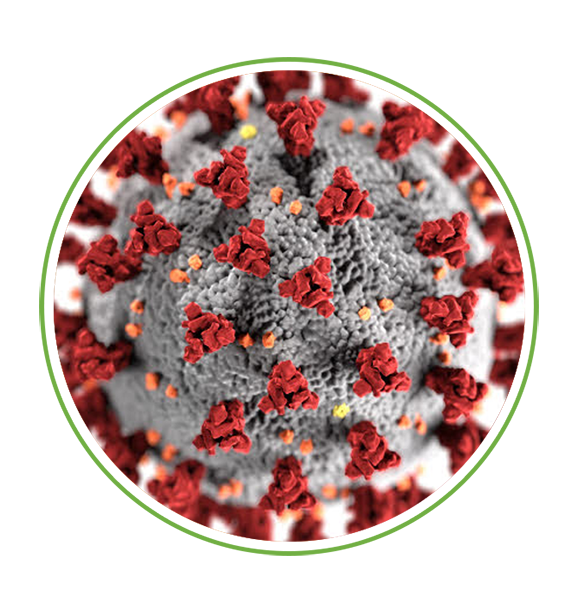 Coronavirus Curative